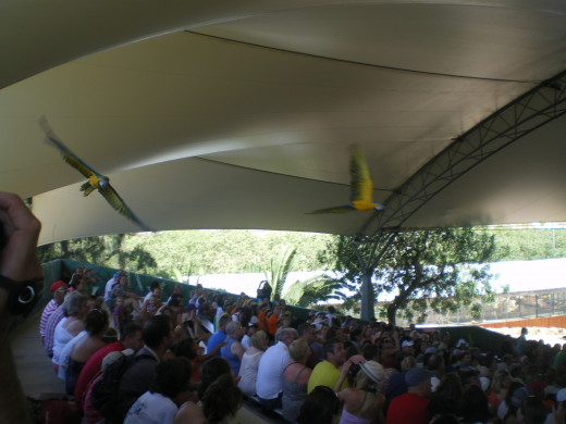 Tropical Birds Show