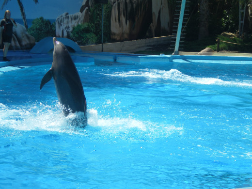 Dolphins' Emotions Show