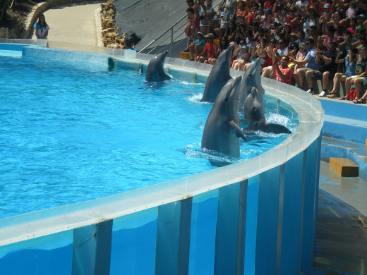 Dolphins' Emotions Show