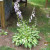Flowers in bloom Flowers in bloom