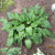 Solid colored hosta Solid colored hosta
