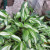 Hosta getting read to bloom Hosta getting read to bloom
