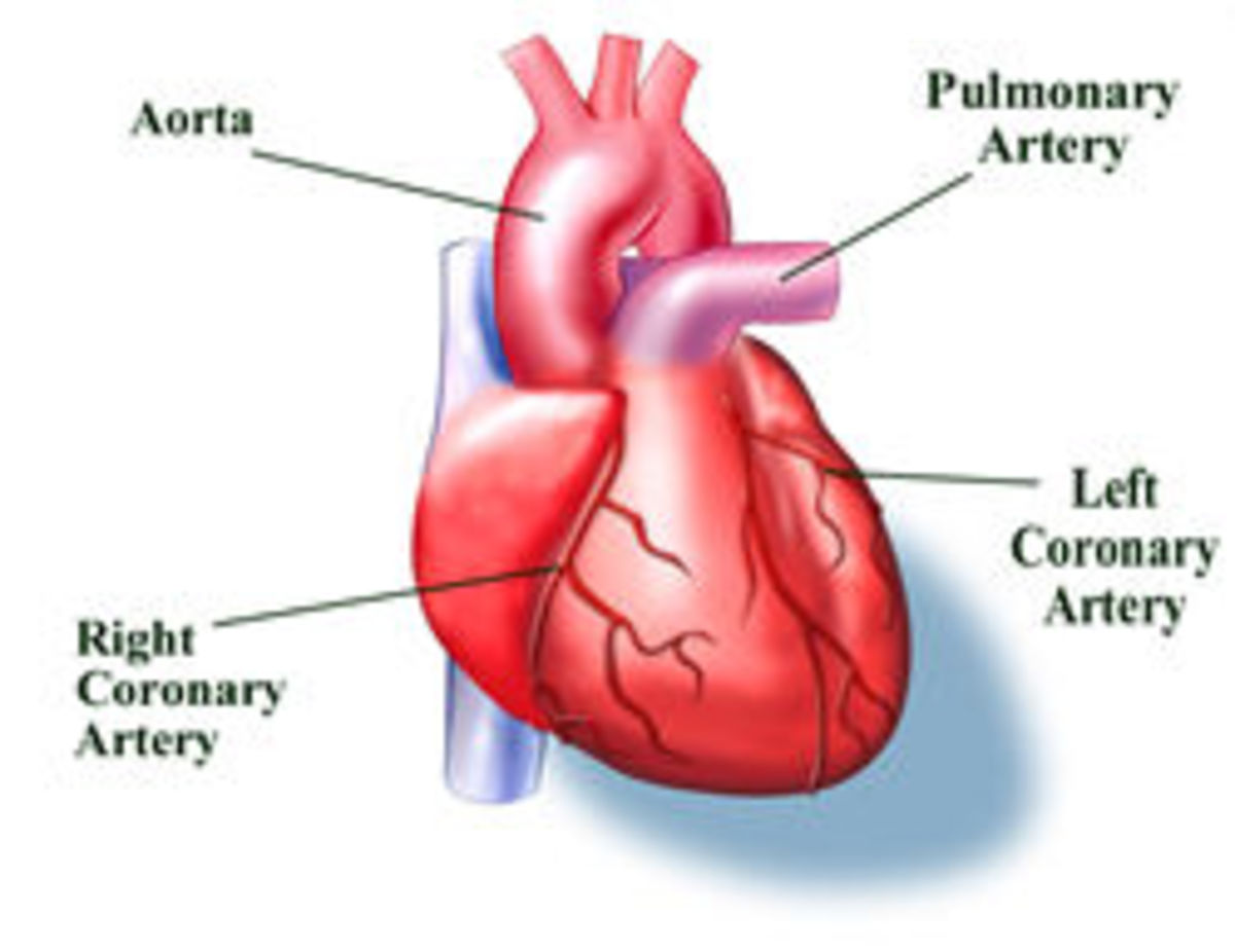 The Coronary arteries