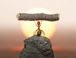 When you think you can't try any harder, think about an ant. 