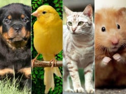 Choosing a Family Pet: A Homemaker's Guide