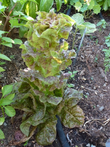Sanguine Ameliore is a colorful, rare French lettuce.