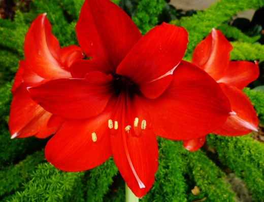 Personal photo of an amaryllis in bloom