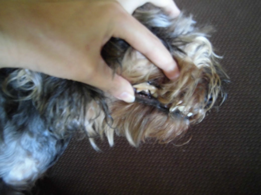 Examine your dog's teeth. Remember to pull the gums backward to access the back teeth. 