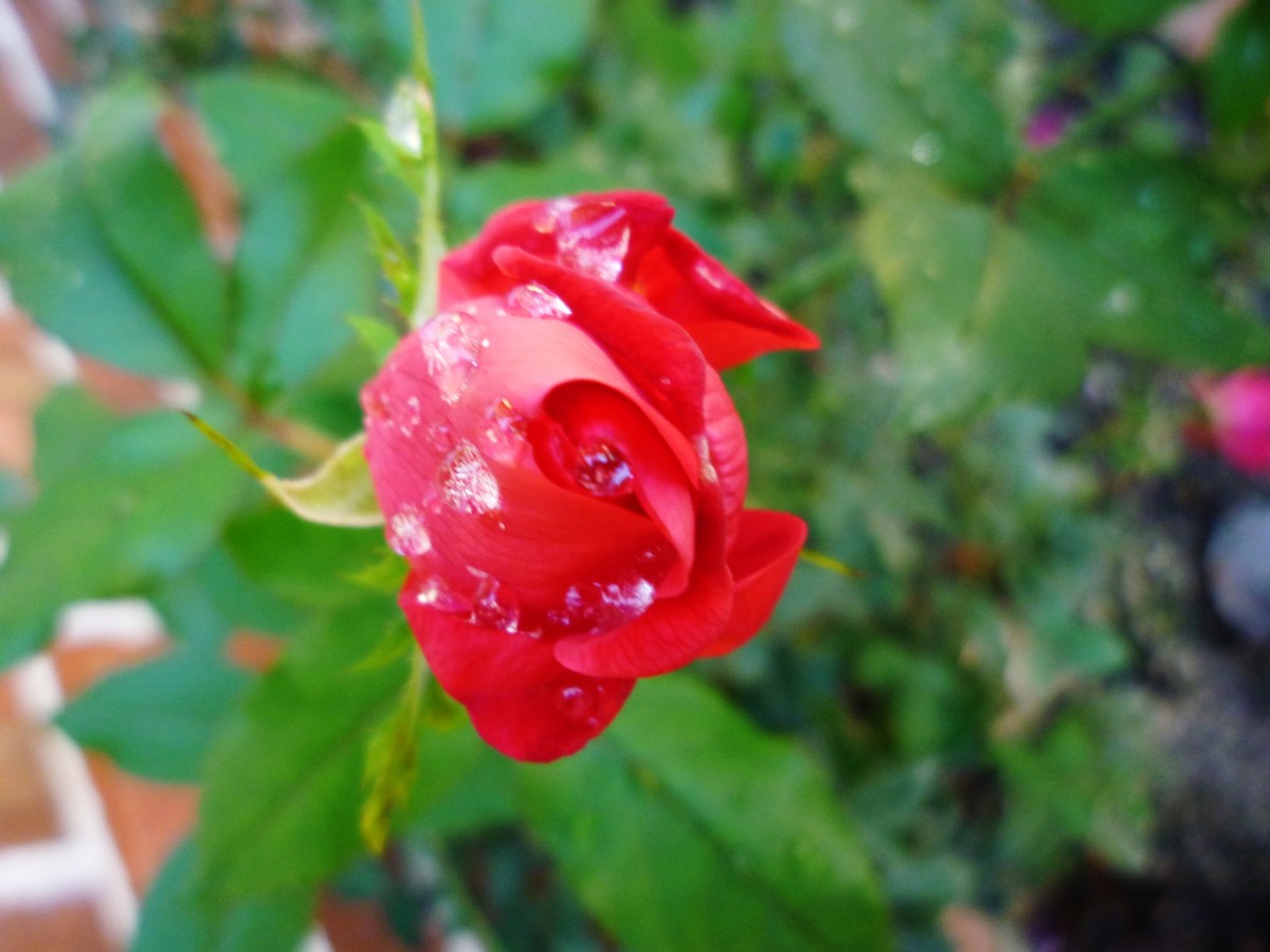 Personal photo of rose bud with raindrops