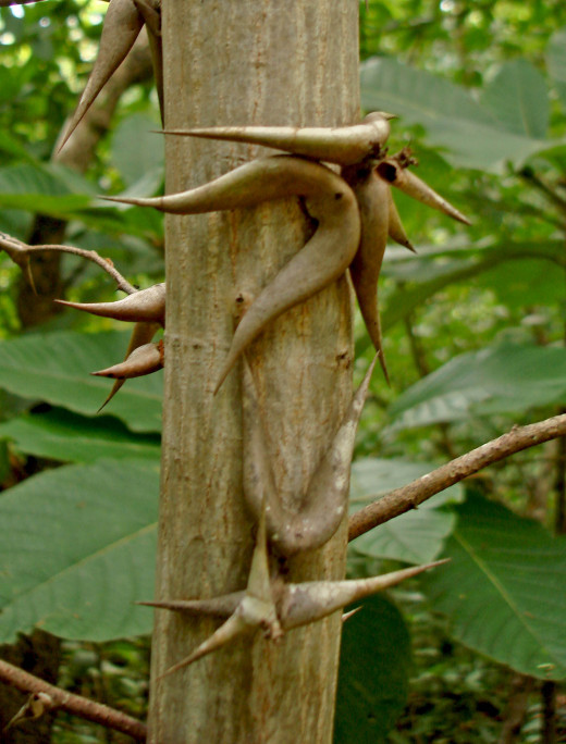 The small bull thorn tree is very common on beaches in the northwest Pacific side of the country.  There are other types of thorn-laden trees as well.