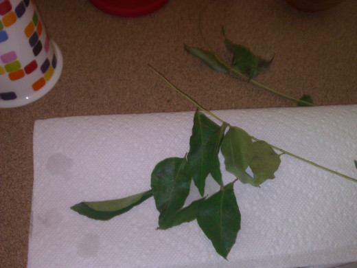 Curry Leaves