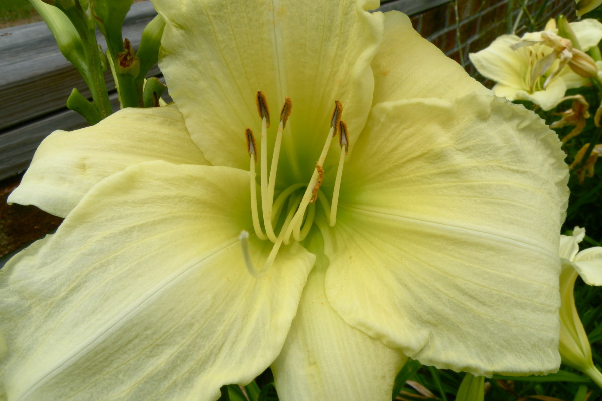Close-up of yellow lily.