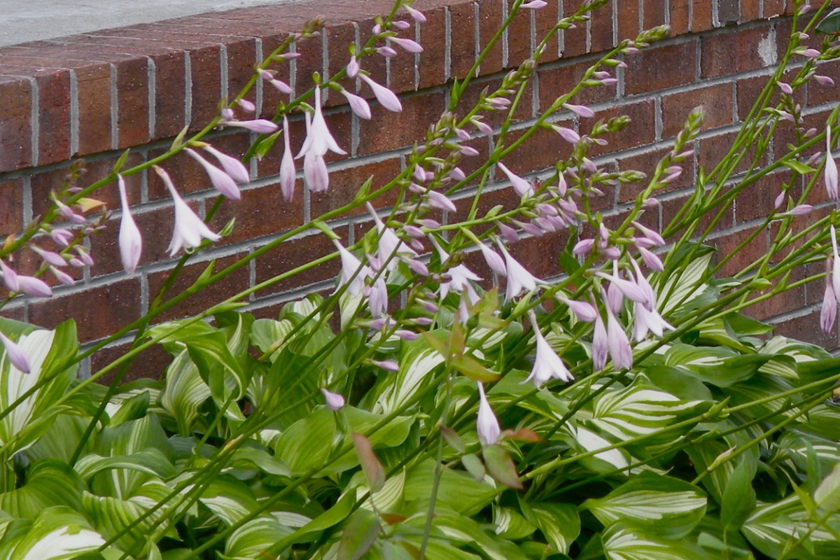 Hostas in bloom make a delicate border along the front porch foundation. 