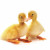 2 ducklings from 1 egg at a farm in Cornwall. 2 ducklings from 1 egg at a farm in Cornwall.