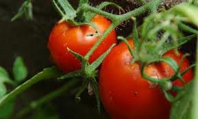 Beautiful organic tomato plant