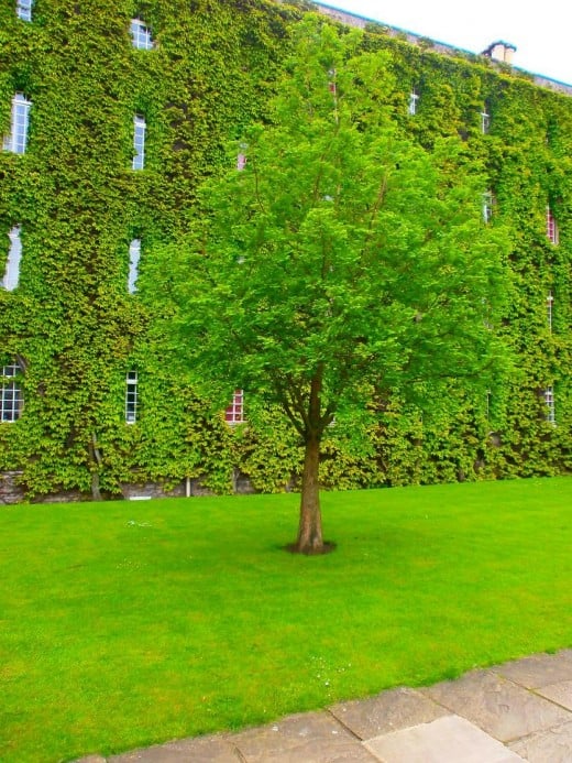 Grass is one of the important symbols of the university and town. Photo by Flysky