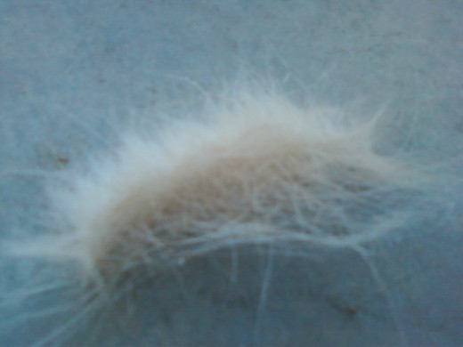 One of Many Furballs Ejected