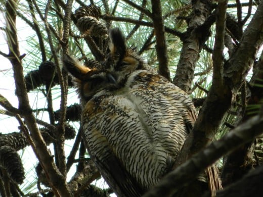 Mother Great Horned Owl