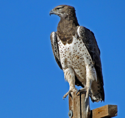 Martial Eagle-Namaqualand