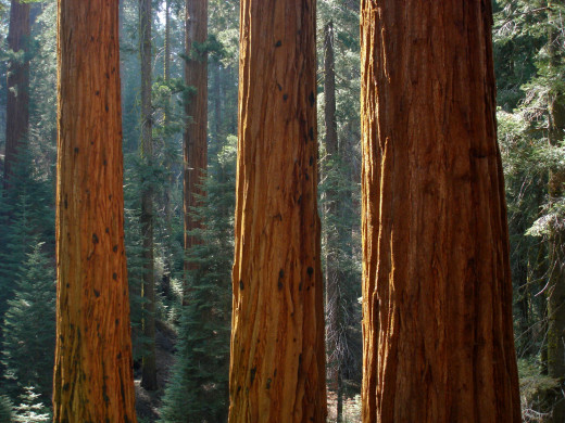 Redwood Canyon in Sequoia National Park