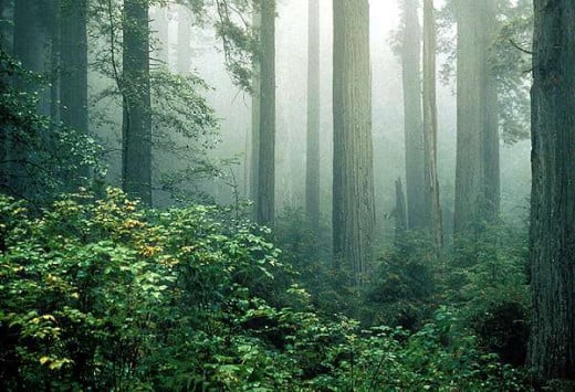 Fog in Redwood National Park