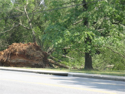 Imagine the power that can lift a 300 year old tree by it's roots and toss it uphill.