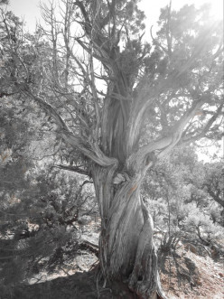 When Wisdom Speaks: A Devotion From Proverbs 1:22-23