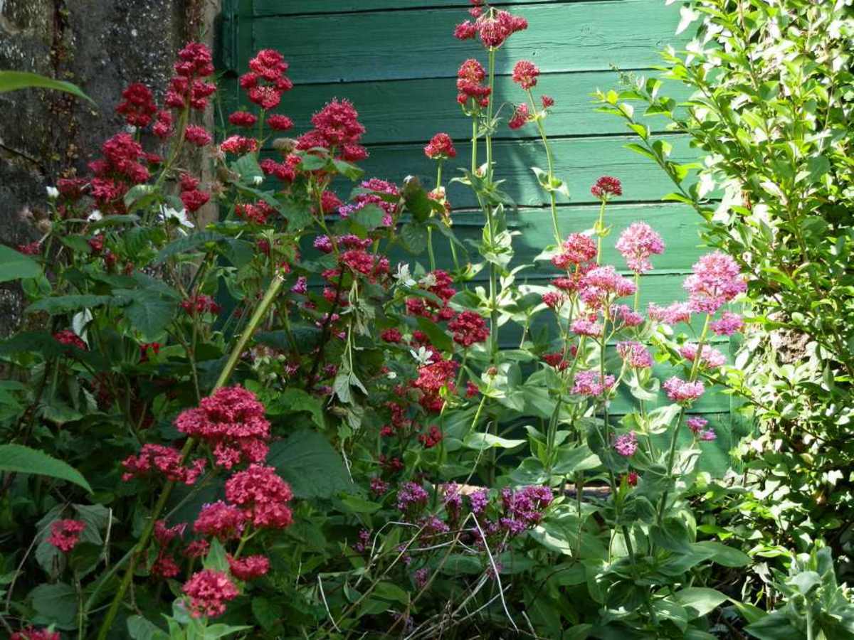 Centranthus ruber - Red Valerian | HubPages