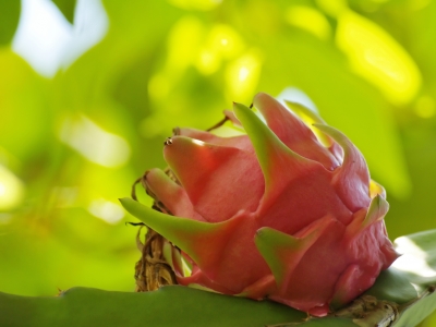 Beauty and benefits of Dragon Fruit