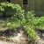 Writing is like planting a garden. You can do everything right, but Nature or life has another path, diversion, agenda...