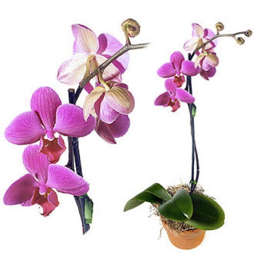 7 Detailed Tips on How to Keep Orchids Beautiful and Healthy hubpages