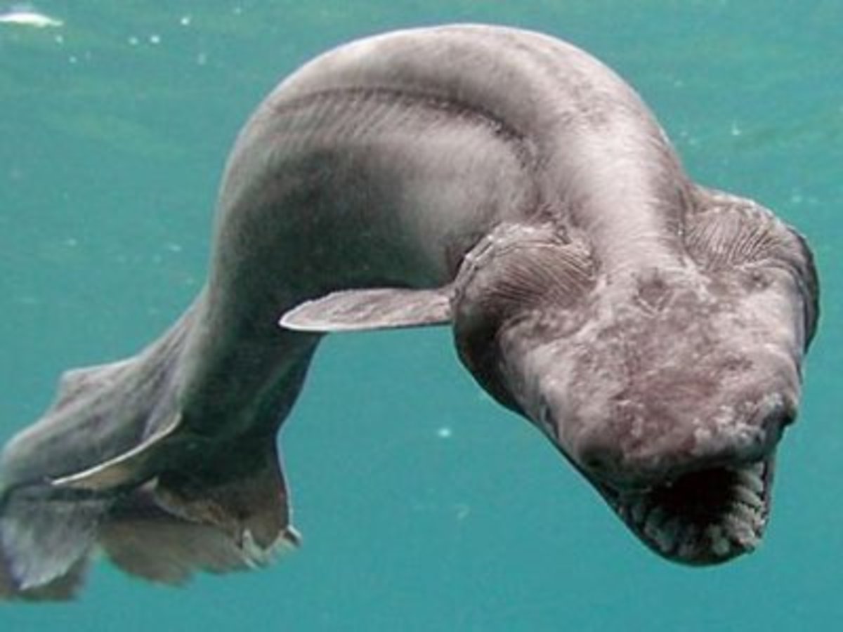 Image result for frilled shark