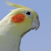 KaylaHubber profile image
