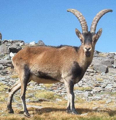 Pyrenean Ibex.