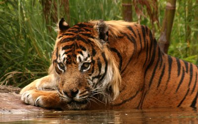 Javan Tiger.