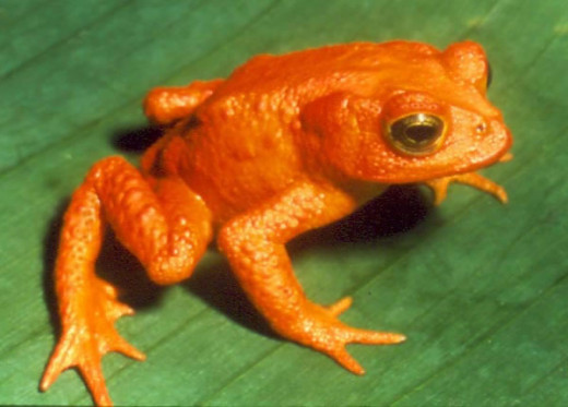 Golden Toad.