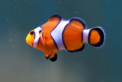Clownfish are a popular aquacultured fish and one of the most popular marine fish.