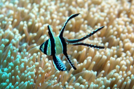 Banggai Cardinalfish are threatened in their native environment and should never be purchased wild-caught.