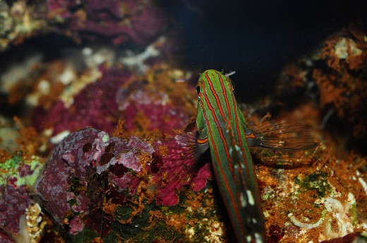 Rainford's Goby is a peaceful and attractive fish that will help control nuisance algae