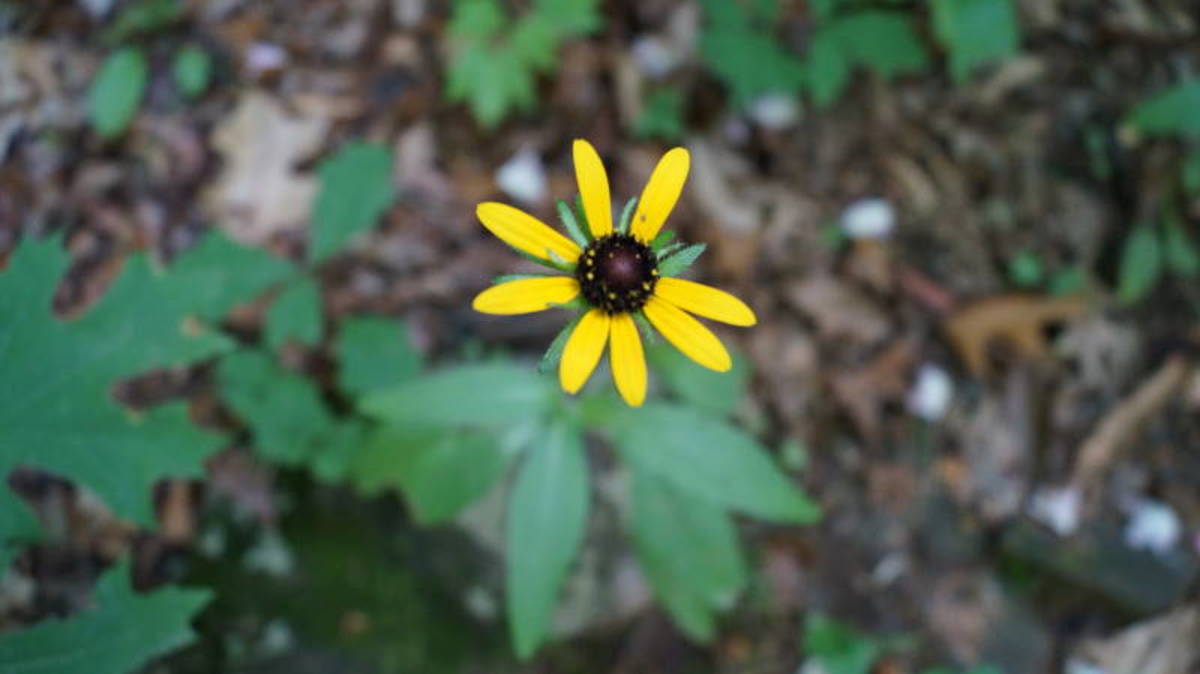 A black-eyed susan on the trail.
