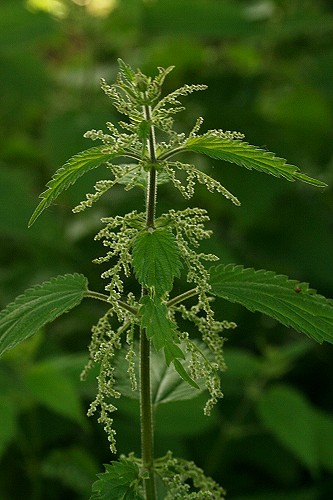 Stinging Nettles