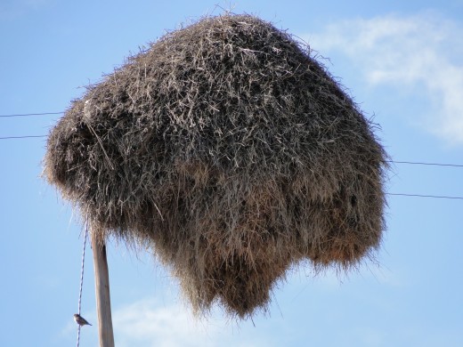 Social Weaver communial nests