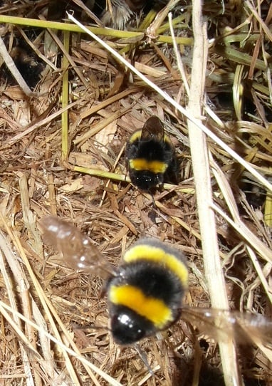 White tailed bumblebees leaving their nest.in my shed