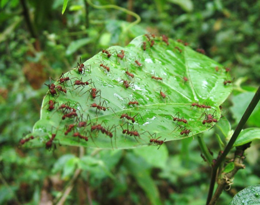 Ants On A Leaf