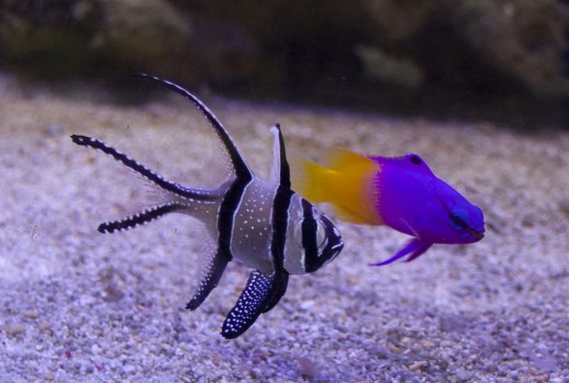 A royal gramma (right) and a Banggai cardinal. Two aquacultured fish enjoying each other's company.