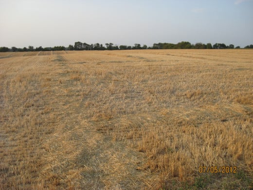 A wheat field, a few days after harvest.