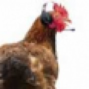 fluffymuppet profile image