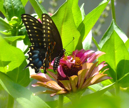 Black swallowtail butterfly visits the zinnias.