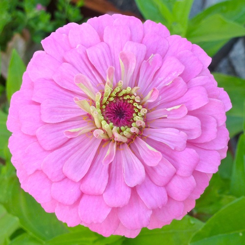 Zinnias are native to Mexico, Central America, and the southwestern United States.