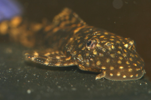 Plecostomus Catfish